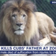 Illustration for article titled Love Is Dead: Nyack the Lion Murdered by Zuri the Lioness
